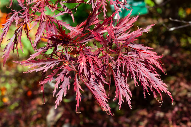 acer palmatum był. dissectum 'granat' - maple japanese maple leaf autumn zdjęcia i obrazy z banku zdjęć