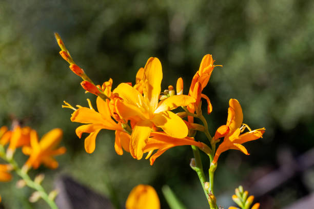 Crocosmia 'George Davidson' Crocosmia 'George Davidson' a summer autumn flowering plant with an orange yellow summertime flower also  known as montbretia, stock photo image crocosmia stock pictures, royalty-free photos & images