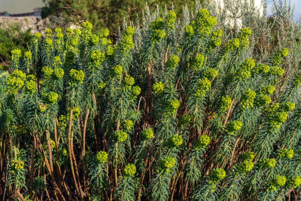 Euphorbia characias 'Forescate' Euphorbia characias 'Forescate' a spring summer evergreen flowering shrub plant with a  springtime summer yellow flower, stock photo image euphorbia characias stock pictures, royalty-free photos & images