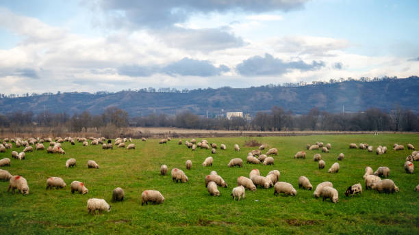 istock Field with grazing sheeps in Romania 1371265008