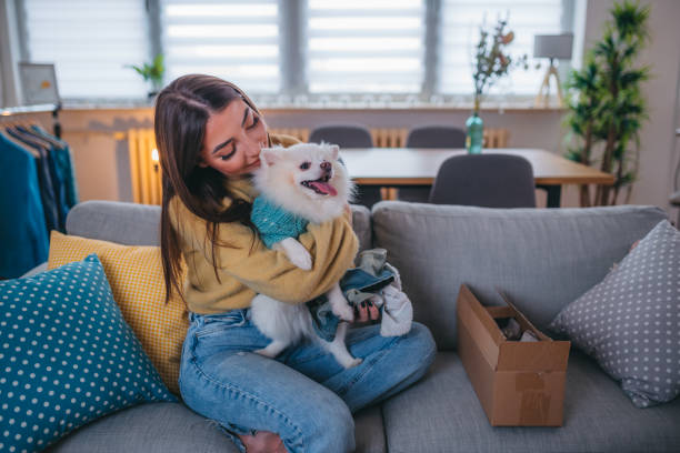 istock Cute pomeranian dog getting new clothes 1371266173