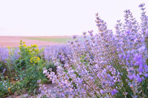 Close-up view of lavender flower bush. Lavender field in summer. Ingredient for medicine, essential oil, tea and coffee additives.