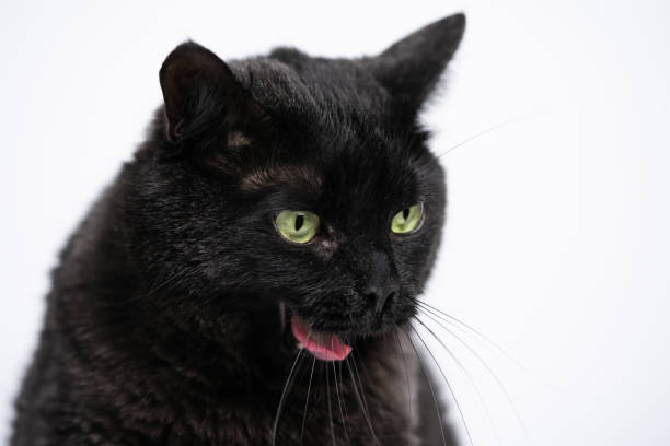 istock Domestic Black Cat with Green Eyes on White Background 1371271735