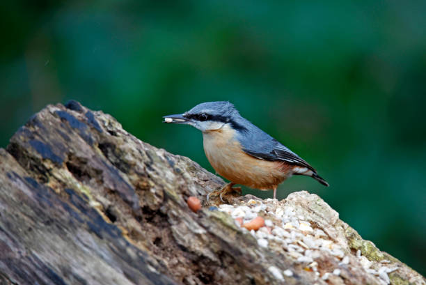istock Nuthatch collecting food in the woods 1371275246