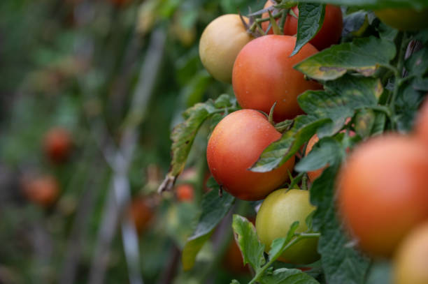 istock Ripe or immature tomato on a tomato tree in a field 1371276467