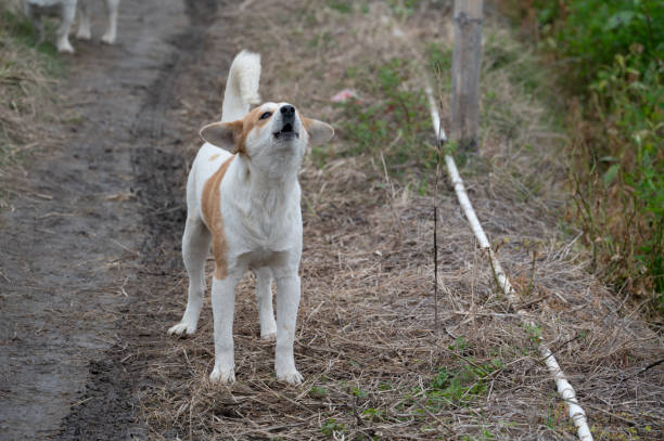 dog on a chain sitting on the floor alone