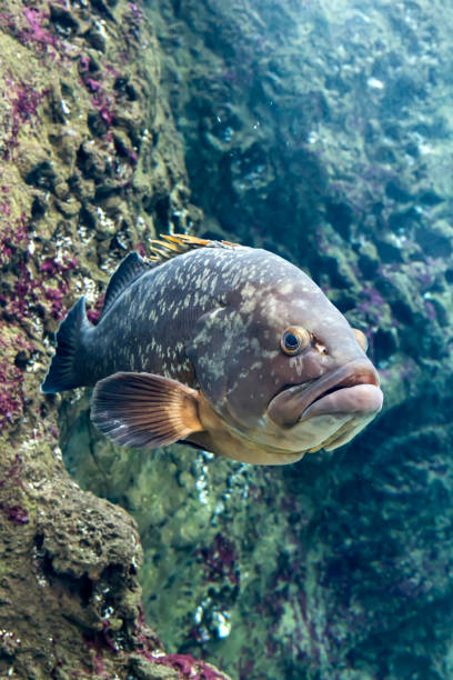 istock Exotic fish swimming in an aquarium close-up 1371277692