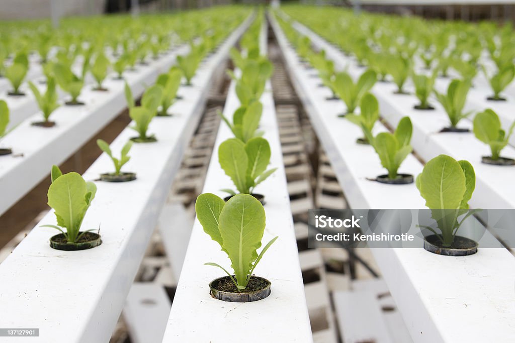 Légumes hydroponique plantation - Photo de Culture hydroponique libre de droits