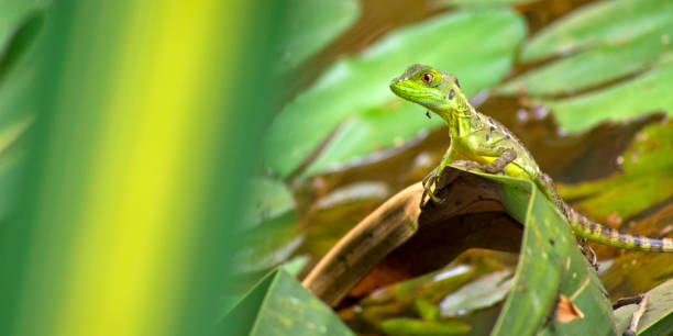 istock Plumed Basilisk, Tropical Rainforest, Costa Rica 1371280932