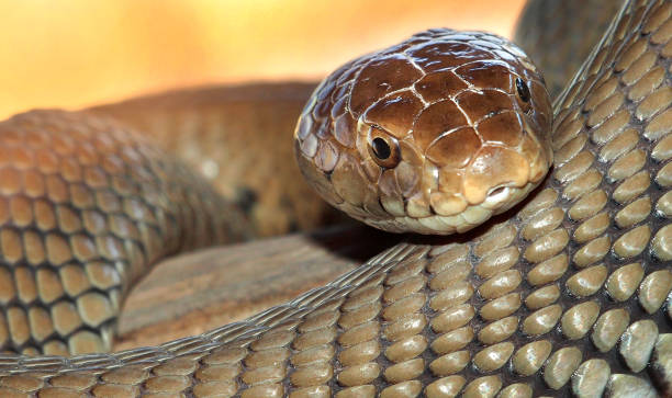 istock Mozambique Spitting Cobra, Chobe National Park, Botswana 1371281019