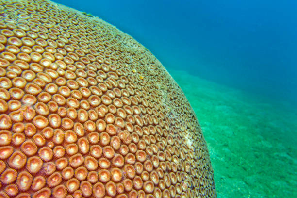 istock Boulder Coral, Lembeh, Indonesia 1371281023