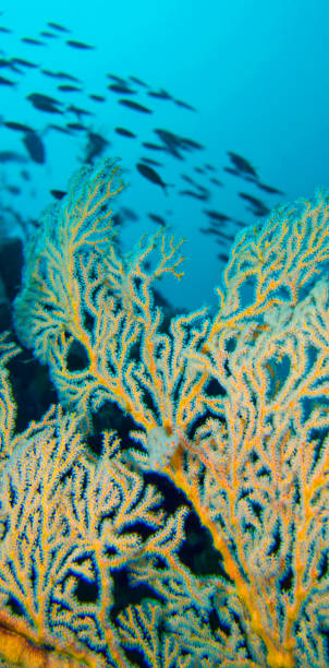 istock Sea Fan, Lembeh, Indonesia 1371282137