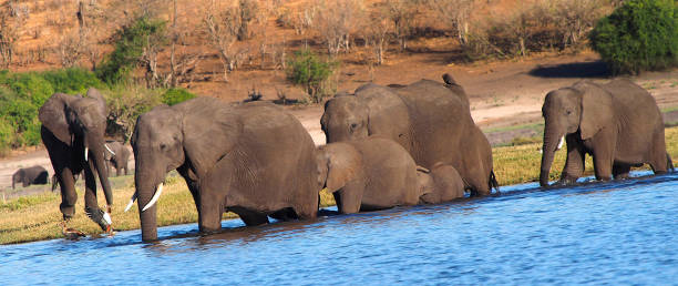 istock Elephant, Chobe National Park, Botswana 1371282138