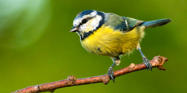 istock Blue Tit, Mediterranean Forest, Spain 1371282686