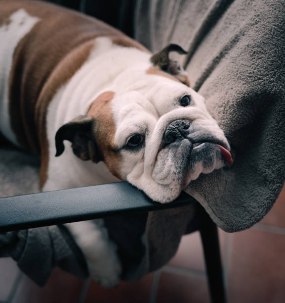 istock depressed dog collapsed on a chair 1371285357