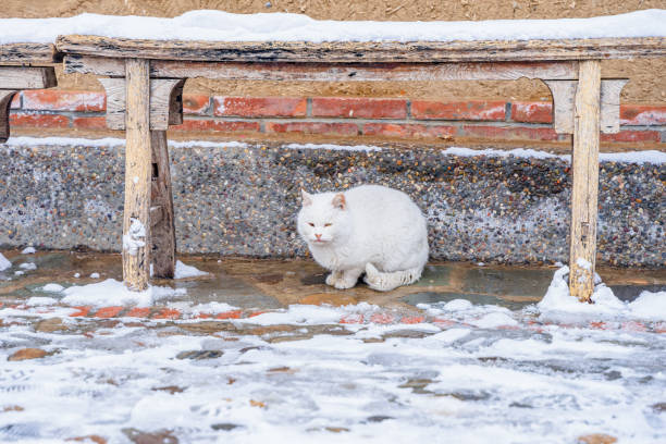white cat in vintage yard stock photo
