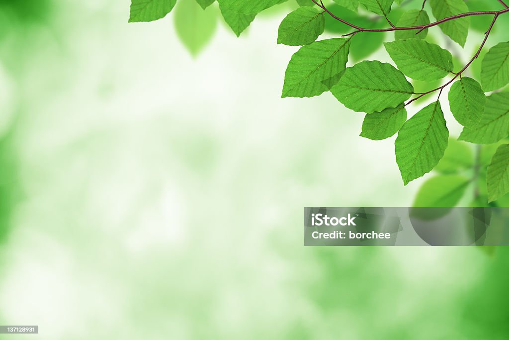 Fresh Green Leaves Green background with fresh leaves in the corner. Backgrounds Stock Photo