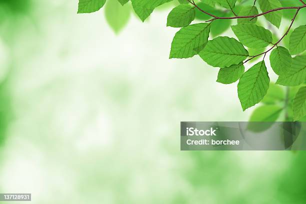 Fresh Green Leaves Stock Photo - Download Image Now - Backgrounds, Beauty, Beauty In Nature