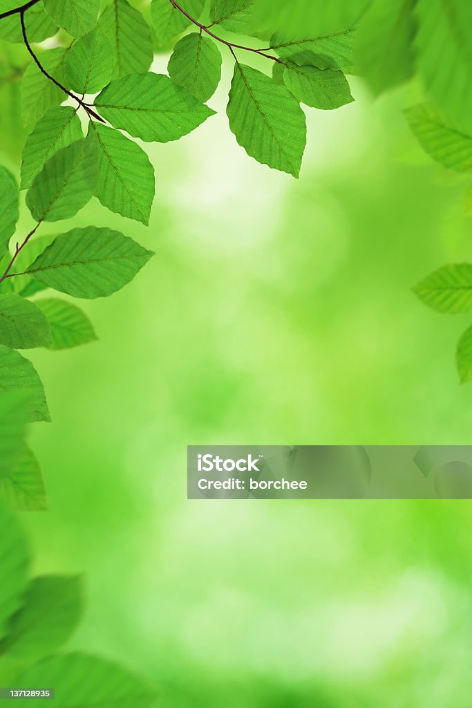 Зеленая листва - Стоковые фото Без людей роялти-фри
