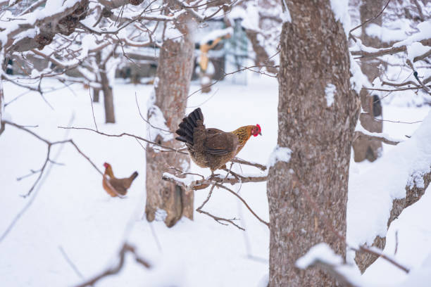 istock Chickens on branches in winter free range heavy snow 1371289458