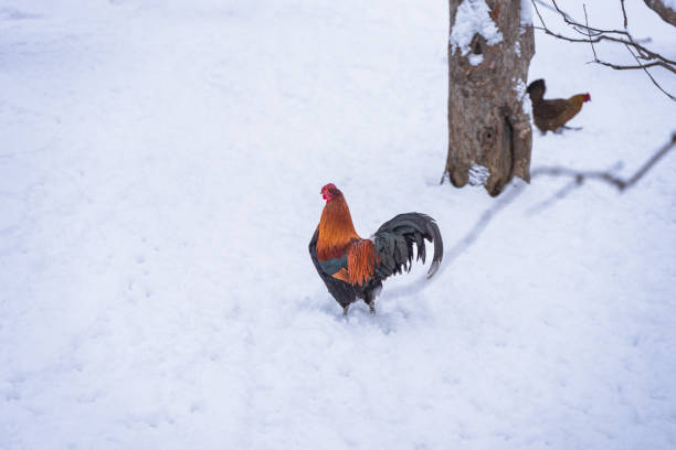 rooster free range chicken on snow stock photo