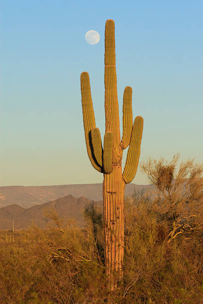 istock desert full moon with saguaro cactus 137128985