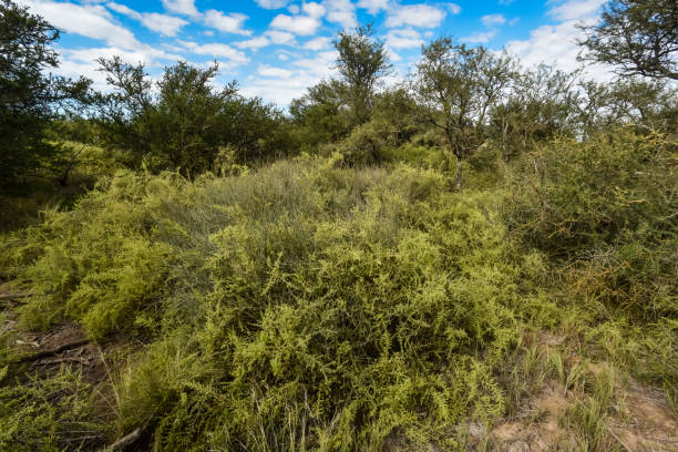 istock Calden forest landscape, La Pampa province, 1371291359