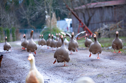 A flock of ducks walking along the trail in the countryside.