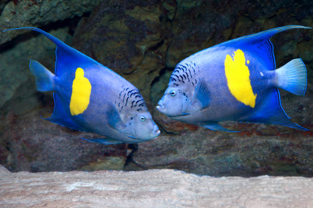 Yellowband angelfish or Pomacanthus maculosus also known as the halfmoon angelfish. Wildlife animal