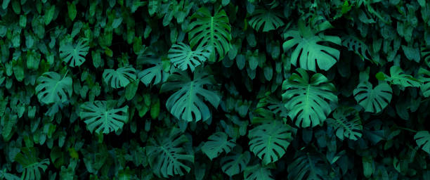 istock abstract green leaf texture, nature background, tropical leaf thailand 1371292571