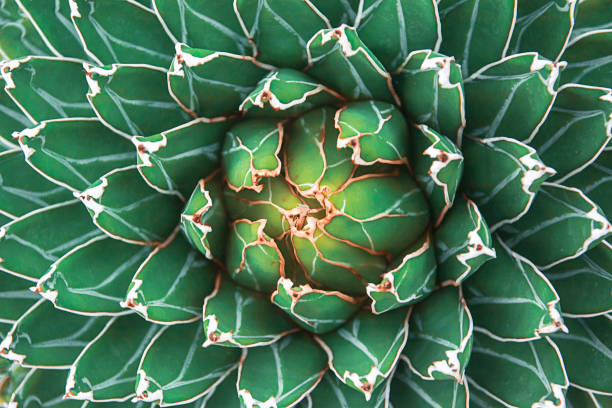 istock closeup agave cactus, abstract natural pattern background and textures, dark green toned 1371294269