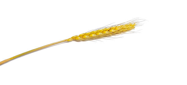 istock Decorative spikelet of wheat 1371294395