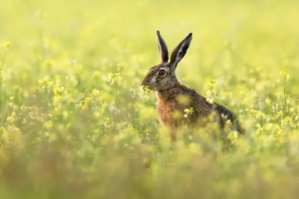 Photo of European hare (Lepus europaeus), Brown hare.