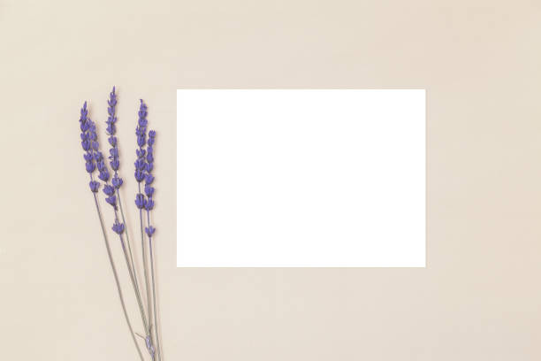 istock Blank white card 5x7 with lavender flower on a beige background. 1371294652