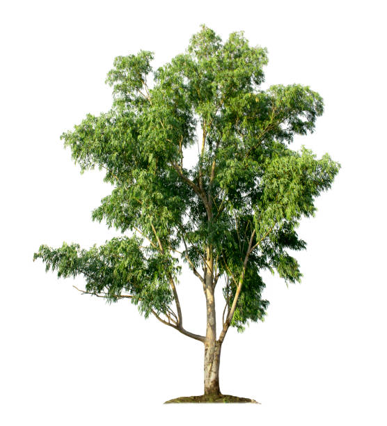 istock Eucalyptus tree isolated on white background with clipping paths for garden design 1371294746