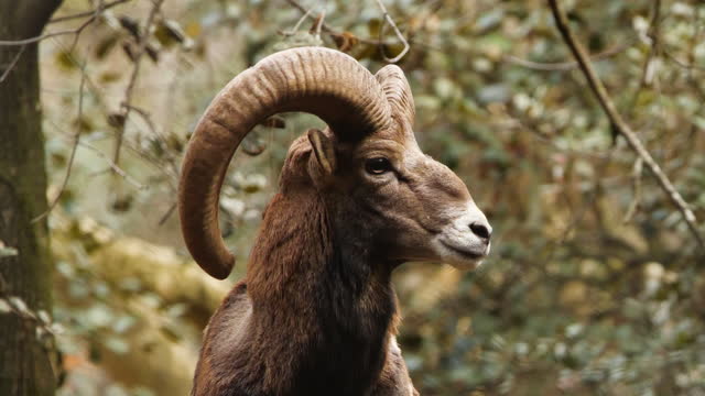 Wild ram with big Horns, animal in untouched nature, mouflon in forest, wild sheep wildlife