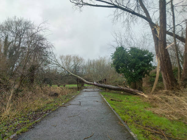 istock Trees down from storm Eunice, Wantage, Oxfordshire 18 Feb 2022 1371298758