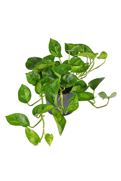 istock Tropical 'Epipremnum Global Green' houseplant 1371301544