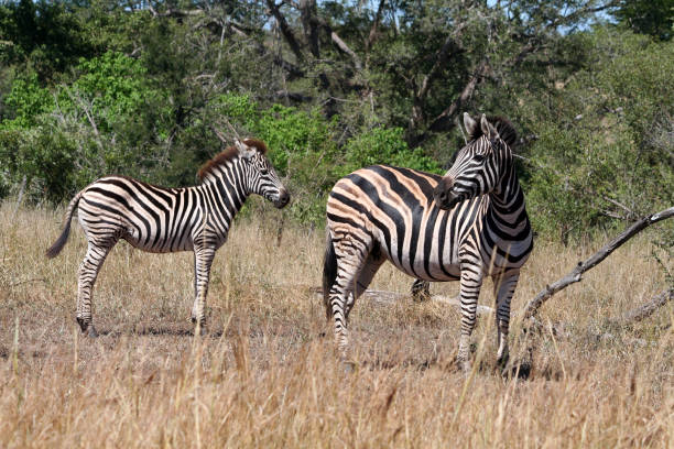 istock Zebra mare and foul watchful for predators 1371301831