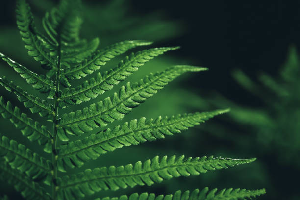 Fern leaf background Close-up view of beautiful fern plant pattern on black background fern texture stock pictures, royalty-free photos & images