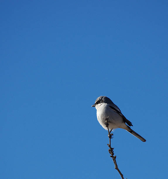 Tree swallow perched on a branch in Montana stock photo