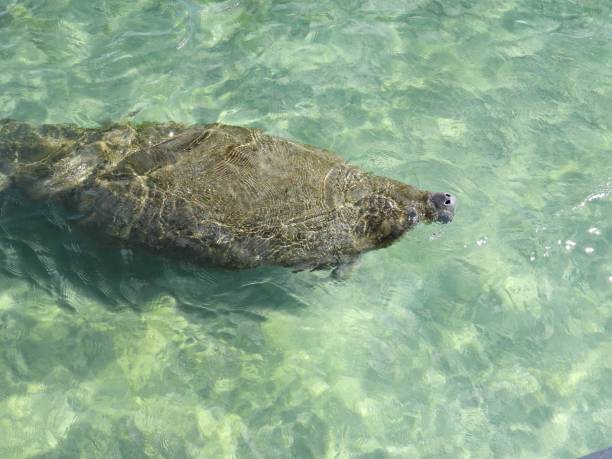 istock Manatee (Trichechus) - swimming in a Florida lagoon coming up for air 1371302144