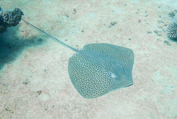 istock Large honeycomb whipray underwater on sandy sea bed 1371302180