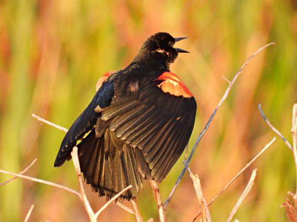 istock Red-winged Blackbird (Agelaius phoeniceus) male singing 1371303126