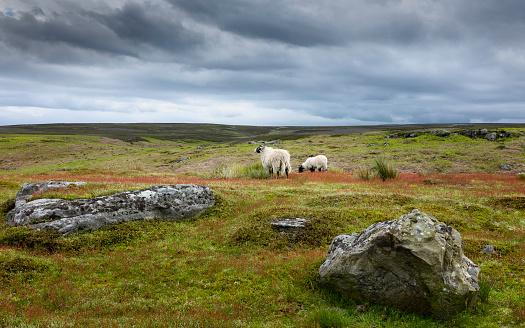 Sheep grazing on open moorland with flowering grasses and boulders under stormy sky in North Yorks Moors National Park near Goathland, Yorkshire, UK.