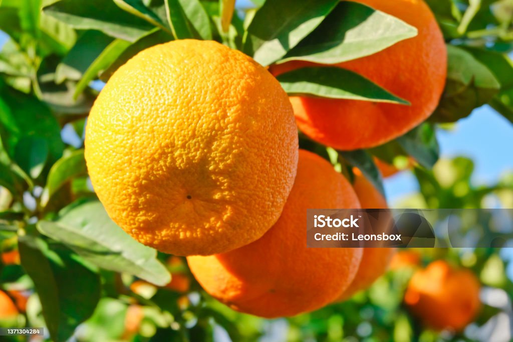 Ripe citrus fruits Ripe and juicy oranges on branch Citrus Fruit Stock Photo