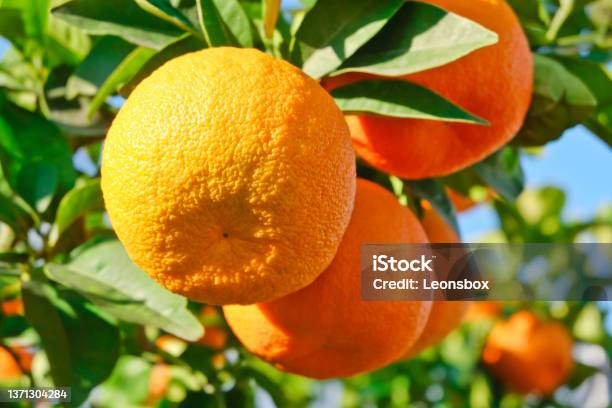 Ripe Citrus Fruits Stock Photo - Download Image Now - Citrus Fruit, Color Image, Copy Space