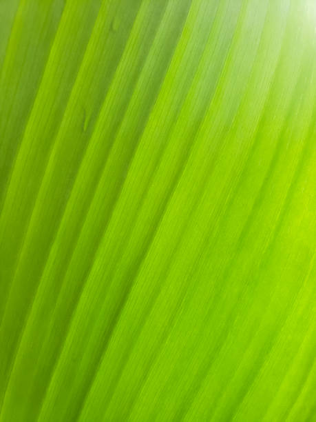 istock close up The green leaf texture with stripes is very suitable as a background and concept green 1371304578