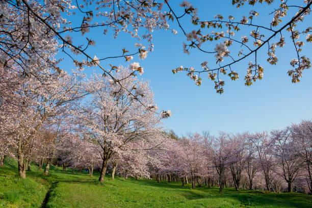 istock Park with cherry blossoms in full bloom in a sunny spring day 1371305115