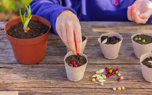 istock planting seeds for seedlings in special pots with soil 1371306098